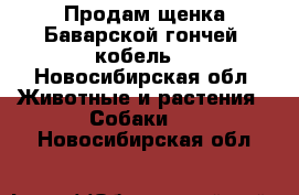 Продам щенка Баварской гончей (кобель) - Новосибирская обл. Животные и растения » Собаки   . Новосибирская обл.
